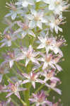 Osceola's plume <BR>Death camas <BR>Crow poison